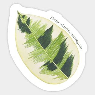 Ficus Elastica Variegata | Plant Sticker